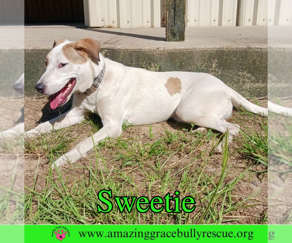 Medium Photo #6 Mutt Puppy For Sale in Pensacola, FL, USA