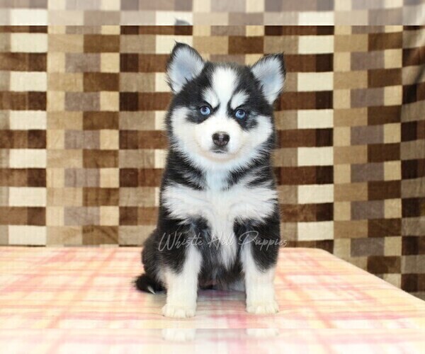 Medium Photo #3 Pomsky Puppy For Sale in DENVER, PA, USA