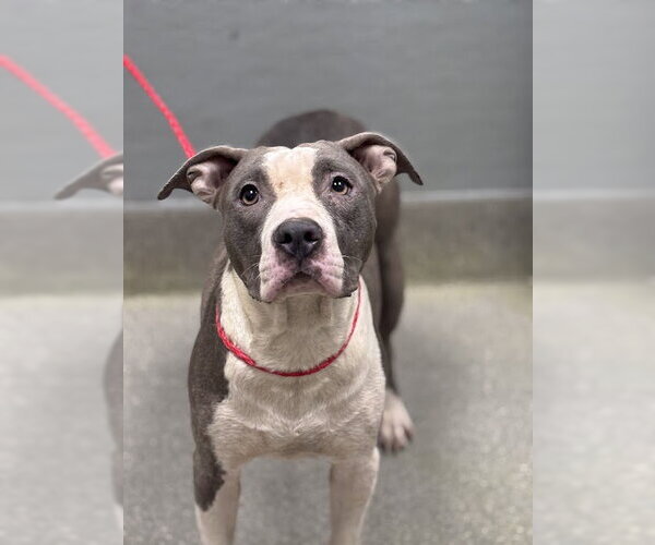 Medium Photo #1 Mutt Puppy For Sale in Las Vegas, NV, USA