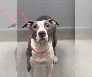 Mutt Dogs for adoption in Las Vegas, NV, USA