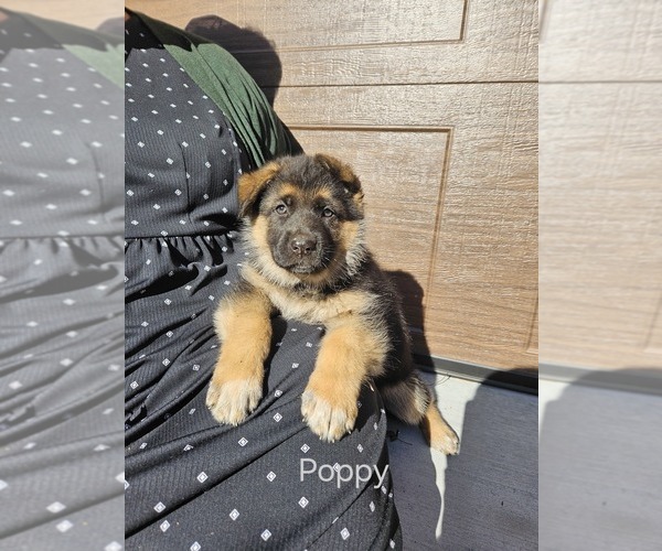 Medium Photo #1 German Shepherd Dog Puppy For Sale in MANHEIM, PA, USA