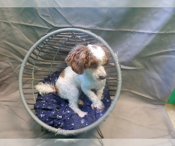 Medium Photo #2 Poodle (Miniature) Puppy For Sale in PATERSON, NJ, USA