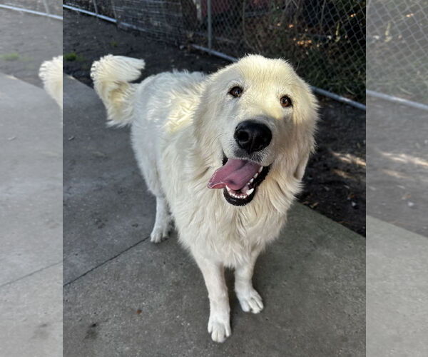 Medium Photo #3 Great Pyrenees-Unknown Mix Puppy For Sale in North Myrtle Beach, SC, USA