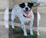 Small Pointer Mix