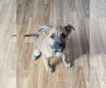 Small #3 Boxer-German Shepherd Dog Mix