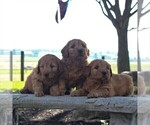 Small Photo #3 Goldendoodle-Poodle (Miniature) Mix Puppy For Sale in GORDONVILLE, PA, USA