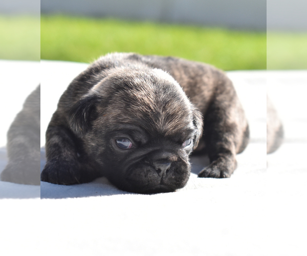 Medium Photo #3 Pug Puppy For Sale in PALM COAST, FL, USA