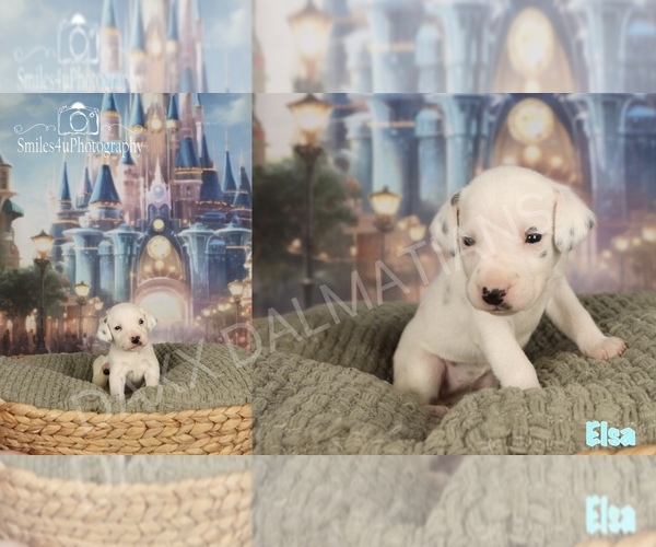 Medium Photo #1 Dalmatian Puppy For Sale in HIGHLAND, IL, USA