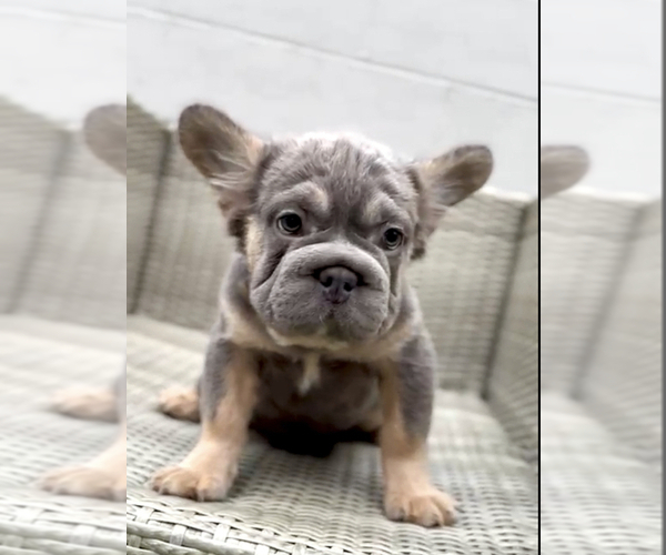 Medium Photo #3 French Bulldog Puppy For Sale in EMPIRE STATE, NY, USA