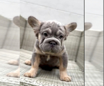 Small Photo #3 French Bulldog Puppy For Sale in EMPIRE STATE, NY, USA