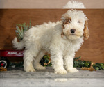 Puppy Hayes Goldendoodle (Miniature)
