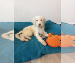 Small #9 Mutt