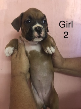 Medium Photo #2 Boxer Puppy For Sale in HORSE CAVE, KY, USA