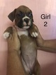 Small Photo #2 Boxer Puppy For Sale in HORSE CAVE, KY, USA