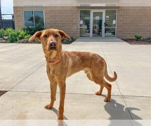 Labrador Retriever-Unknown Mix Dogs for adoption in Orange, CA, USA