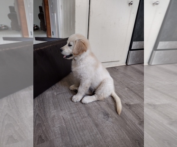 Medium Photo #10 Golden Retriever Puppy For Sale in SPRING GROVE, PA, USA