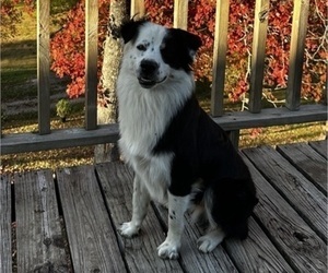 Father of the Australian Shepherd puppies born on 07/20/2026