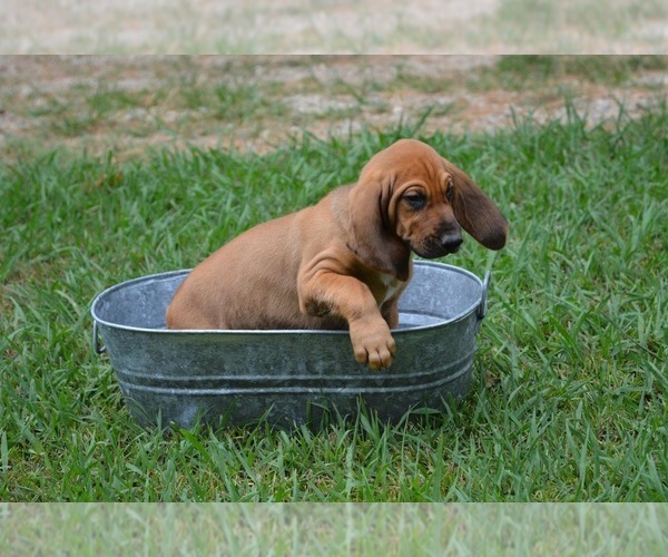 Medium Photo #12 Bloodhound Puppy For Sale in CORNING, AR, USA