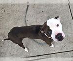 Small #1 American Pit Bull Terrier