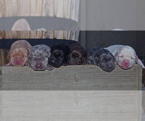 Medium Photo #23 Labrador Retriever Puppy For Sale in FORT COLLINS, CO, USA