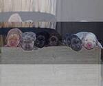 Small #22 Labrador Retriever