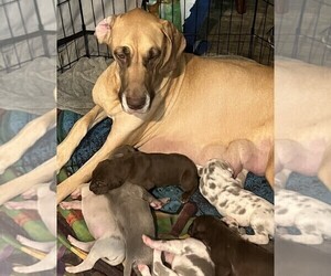 Mother of the Great Dane puppies born on 04/29/2025