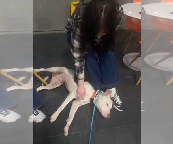 Medium Photo #3 American Pit Bull Terrier-Unknown Mix Puppy For Sale in OKLAHOMA CITY, OK, USA