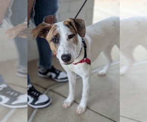 Labrador Retriever-Unknown Mix Dogs for adoption in Holly Springs, NC, USA