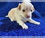 Small #1 Chihuahua