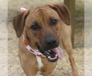 Black Mouth Cur-Unknown Mix Dogs for adoption in San Antonio, TX, USA