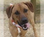Small Black Mouth Cur Mix