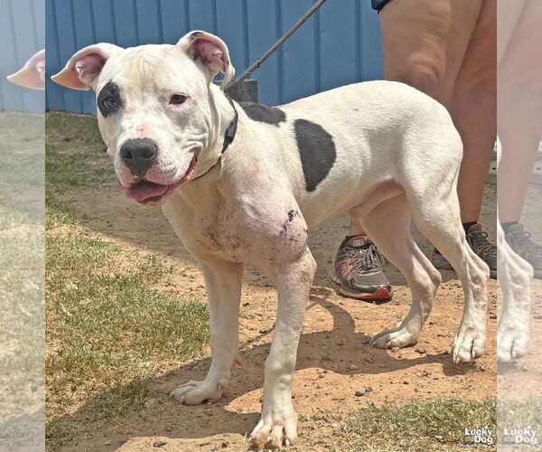 Medium Photo #3 American Pit Bull Terrier-Unknown Mix Puppy For Sale in Washington, DC, USA