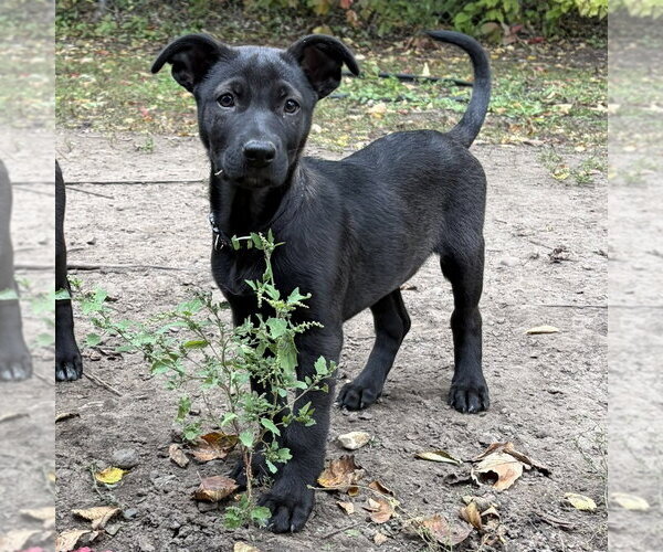 Medium Photo #2 Shepradors Puppy For Sale in Minneapolis, MN, USA