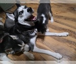 Small #11 Siberian Husky