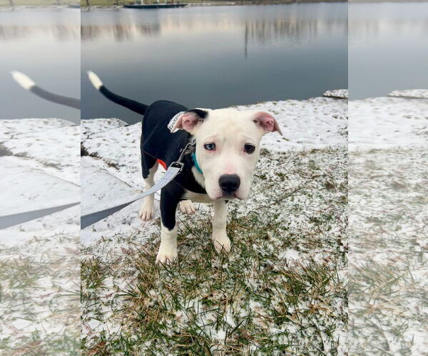 Medium Photo #2 American Pit Bull Terrier-Unknown Mix Puppy For Sale in Germantown, OH, USA