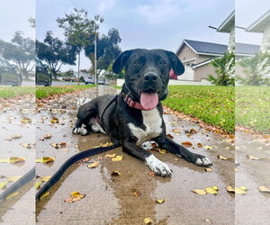 Baxter - Male Labrador Retriever-Unknown Mix Dog for Adoption - Photo #4