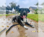 Small Photo #4 Labrador Retriever-Unknown Mix Puppy For Sale in San Diego, CA, USA