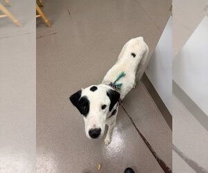June - Female Mutt Dog for Adoption - Photo #4