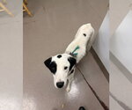 Small Photo #4 Mutt Puppy For Sale in La Porte, IN, USA