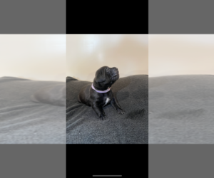 Cane Corso Puppy for sale in MYRTLE BEACH, SC, USA