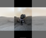 Small Photo #1 Cane Corso Puppy For Sale in MYRTLE BEACH, SC, USA