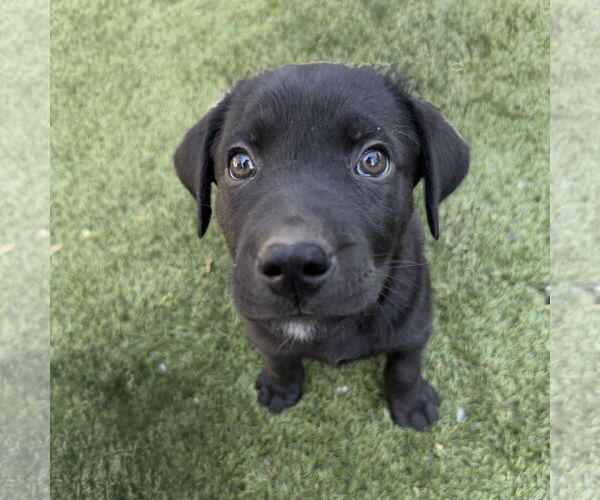 Medium Photo #1 Labrador Retriever-Unknown Mix Puppy For Sale in Fort Worth, TX, USA