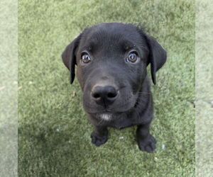 Labrador Retriever-Unknown Mix Dogs for adoption in Fort Worth, TX, USA