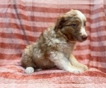 Small Photo #17 Australian Shepherd Puppy For Sale in LAKELAND, FL, USA
