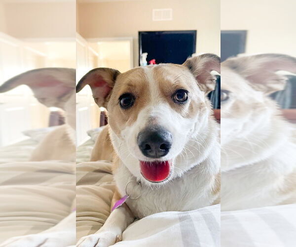 Medium Photo #5 Chihuahua-Unknown Mix Puppy For Sale in Mundelein, IL, USA