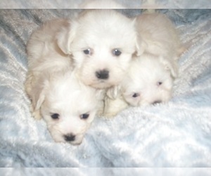 Maltese Puppy for sale in JACKSON, MS, USA