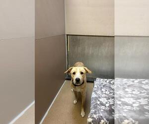 Labrador Retriever-Unknown Mix Dogs for adoption in Martinez, CA, USA