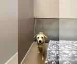 Small Labrador Retriever Mix