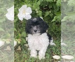 Small #3 Havanese