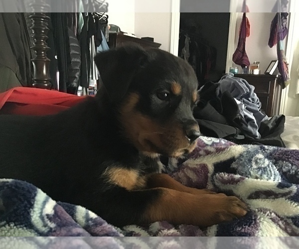 Medium Photo #17 Rottweiler Puppy For Sale in OAK GLEN, CA, USA